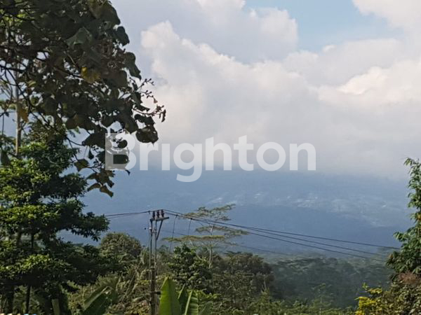 TANAH LUAS DI WONOSOBO JAWA TENGAH.