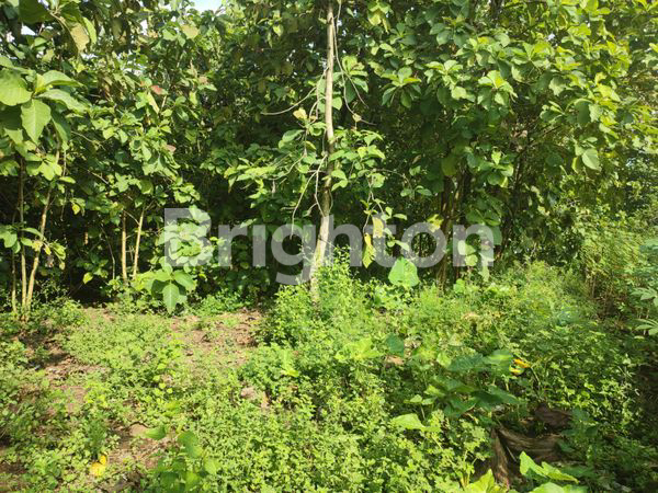 TANAH ASRI SIAP BANGUN DI KEDUNGSARI TAROKAN KEDIRI